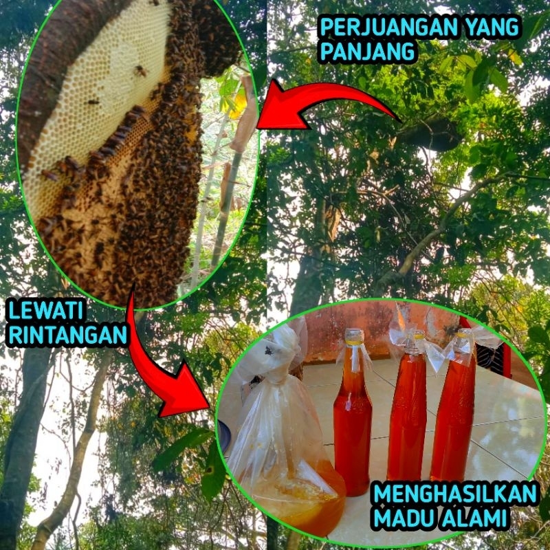 

Madu Asli Alami Hutan