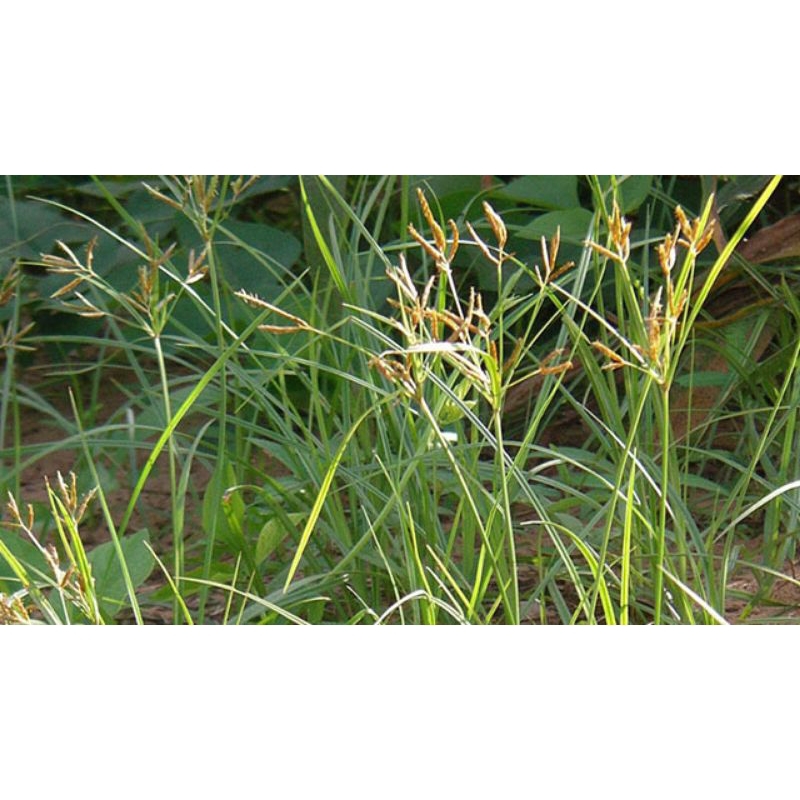 

rumput teki 500g segar+ubi murah