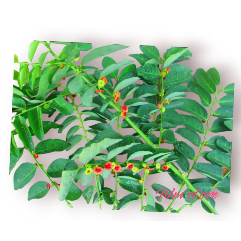

DAUN KATU 1 IKAT 200 Gram