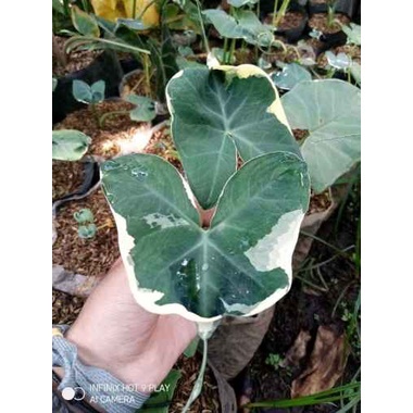 TANAMAN HIAS KELADI TIKUS VARIGATA CALADIUM TIKUS VARIGATA