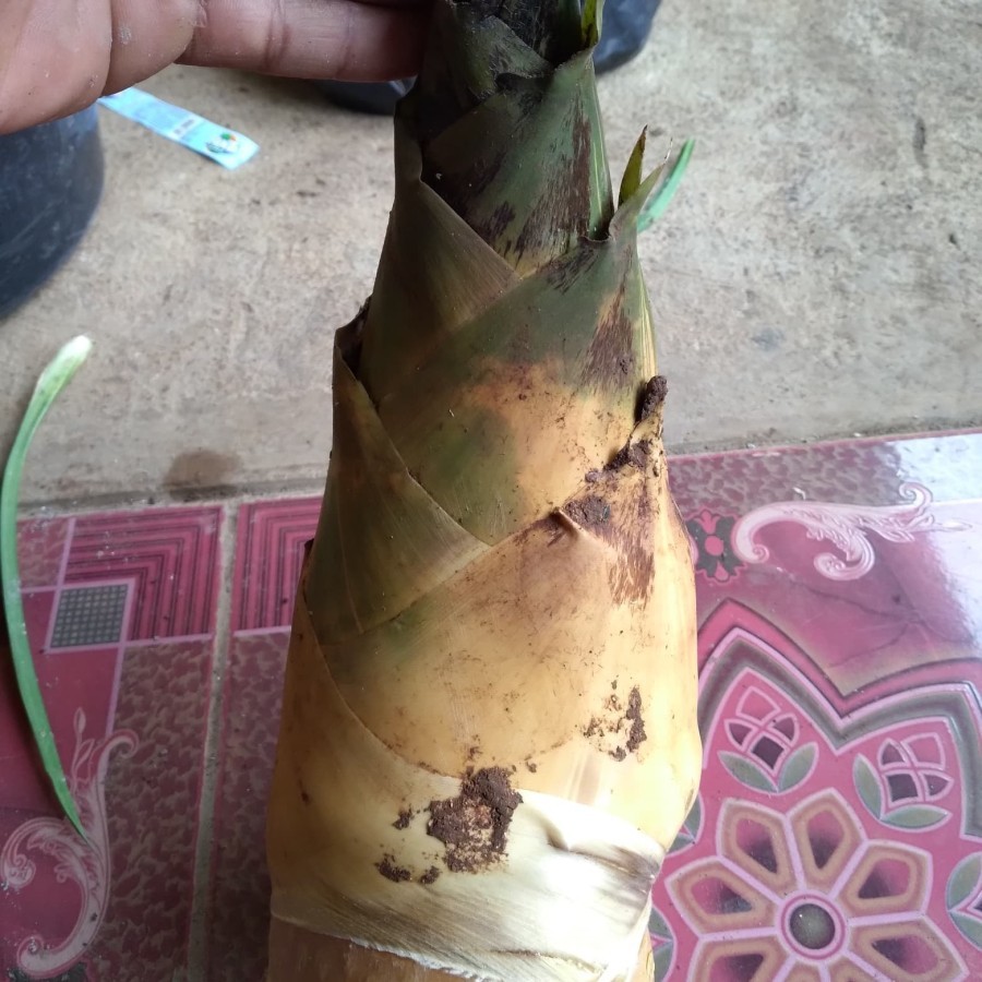 1pcs rebung bambu kuning obat herbal