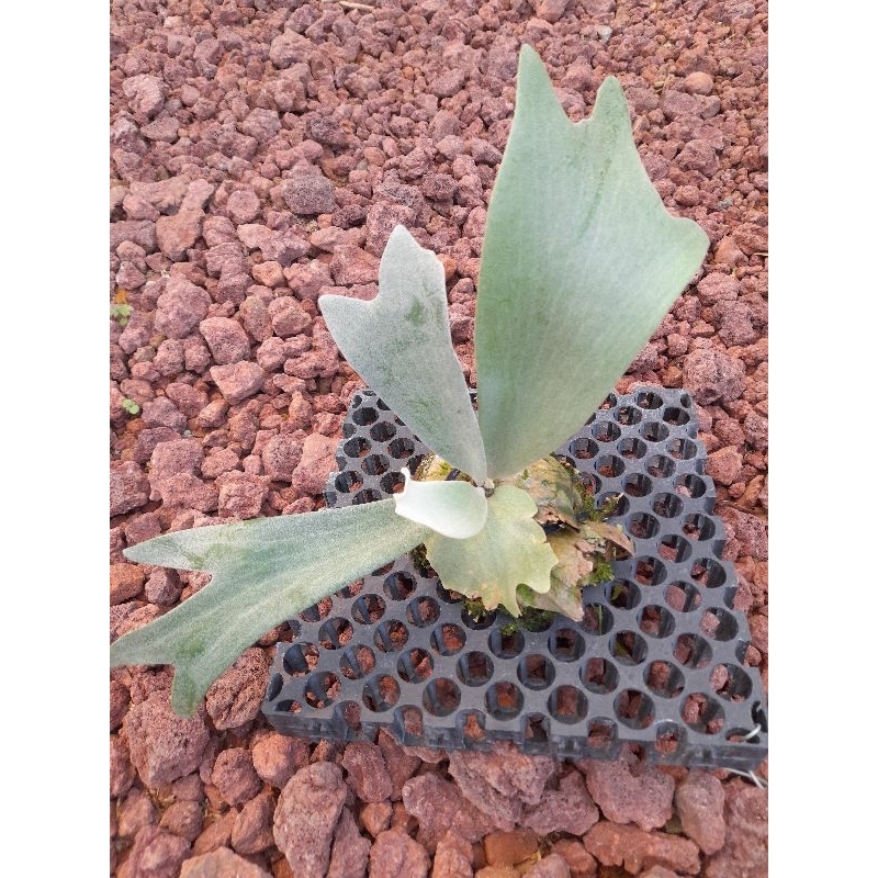 Platycerium wilinckii silver dwarf