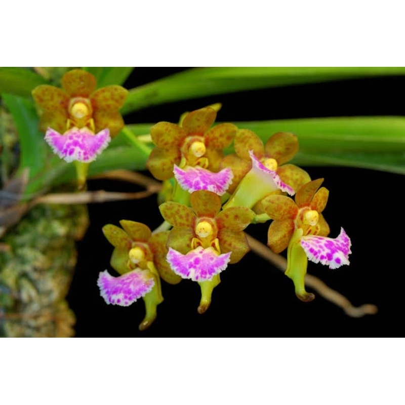 vanda teslata x flabelata