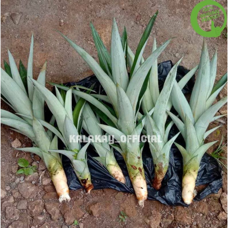 Bibit Nanas Kampung Jumbo /  Bibit Nanas Kampung Legit