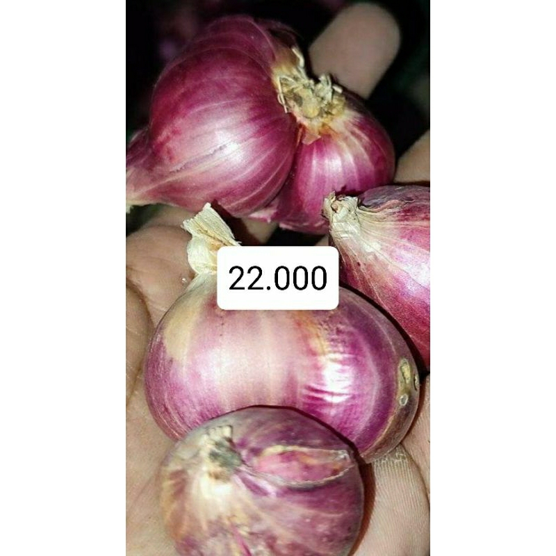 

bawang merah super