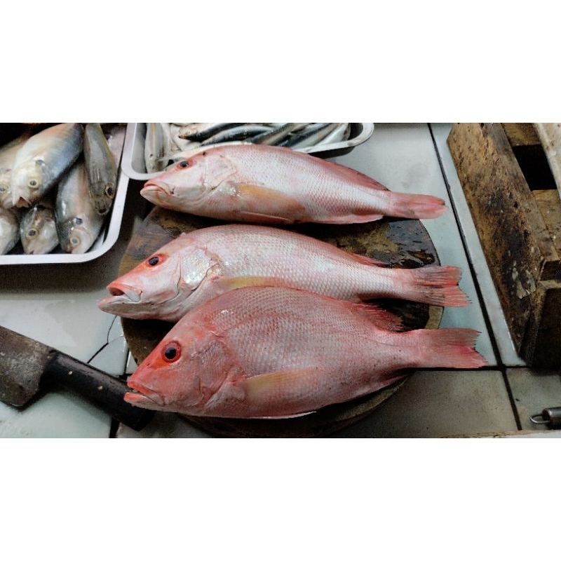 

Ikan Kakap Merah atau Red Snapper