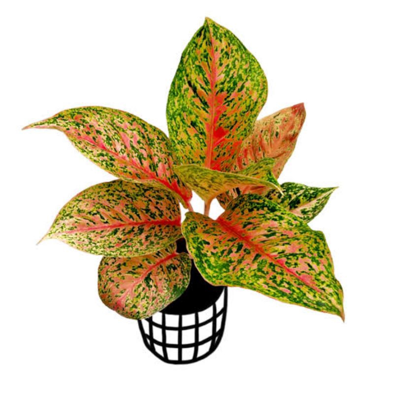 Aglonema Red Striptis Dewasa