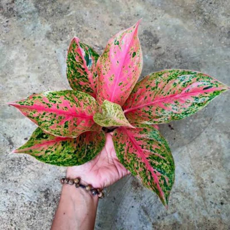 Aglonema Red Striptis Dewasa