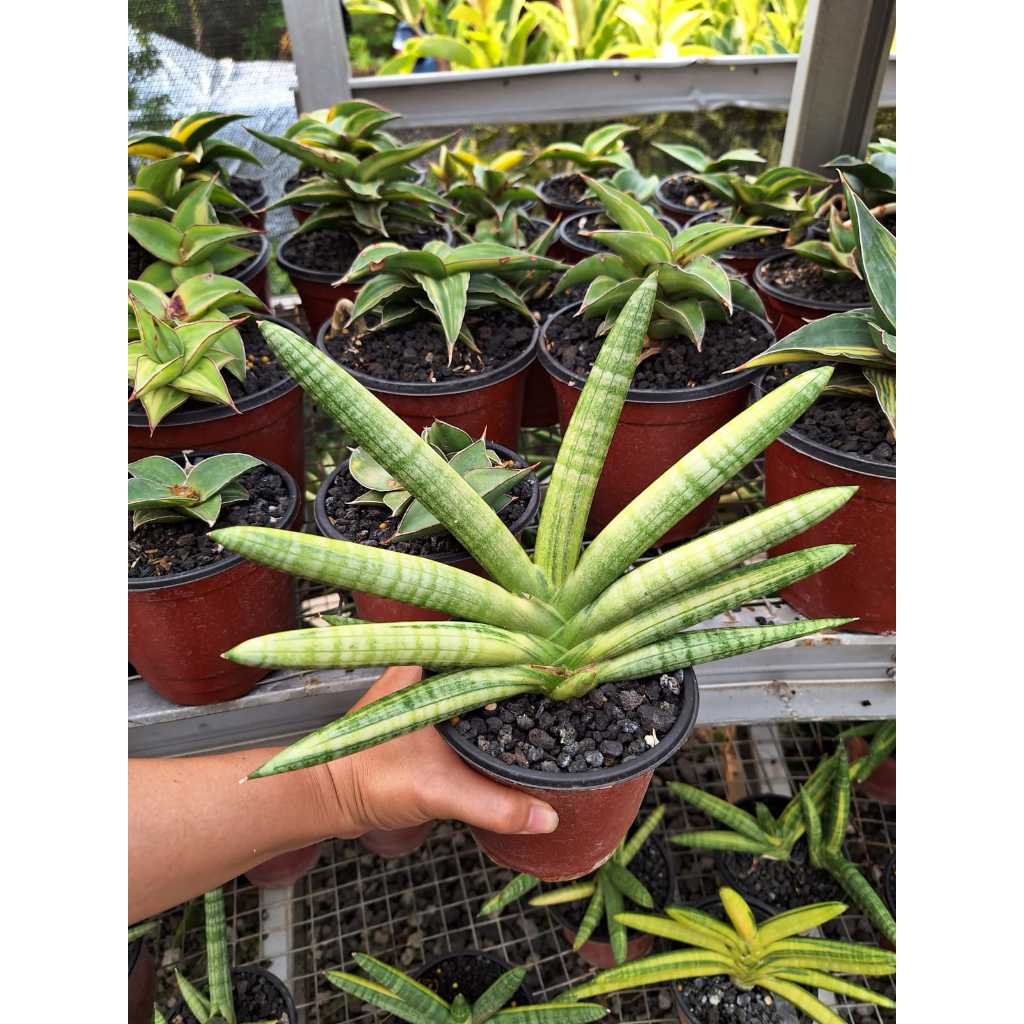 sansevieria/sansivera boncel varigata