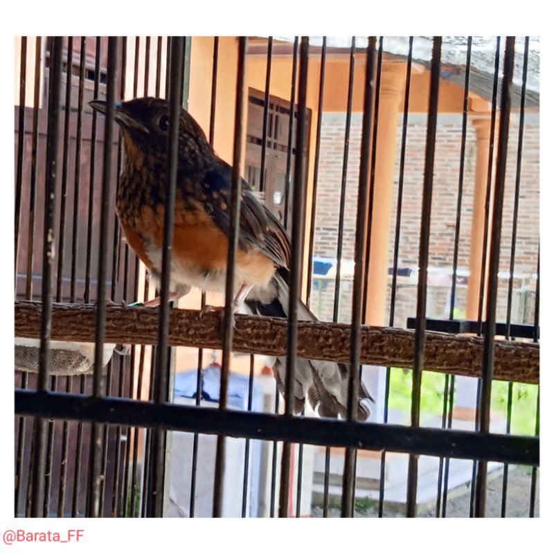 Murai Batu Medan Trotol Dijamin Jantan 100%