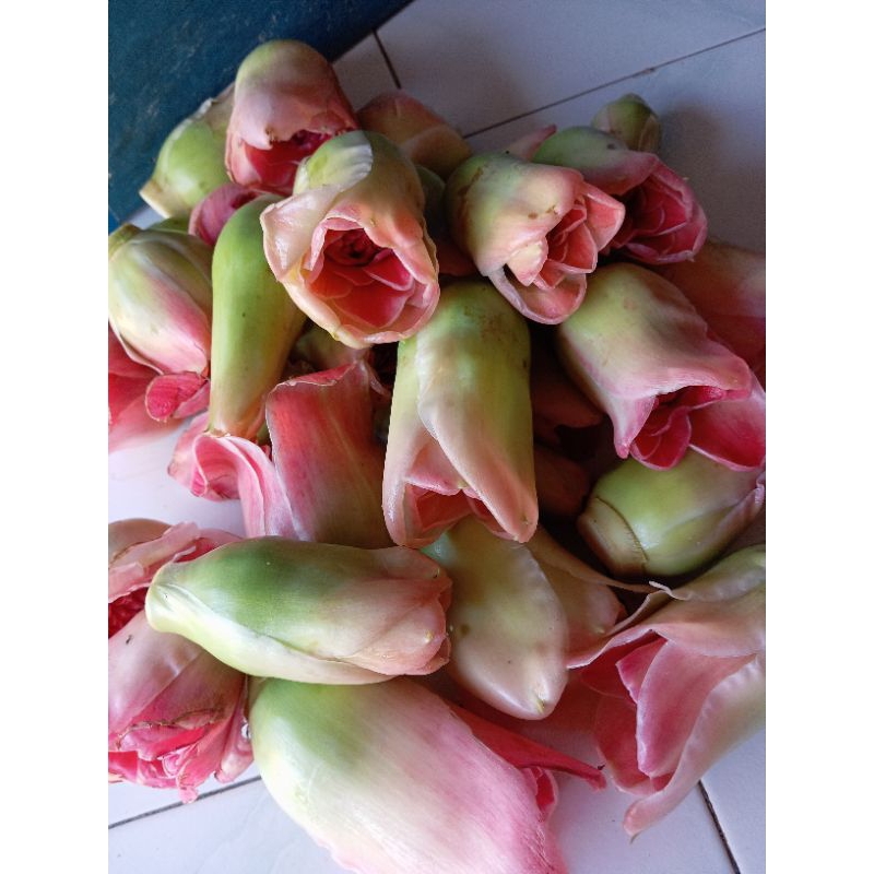 

1 kg kecombrang pink (bunga saja tanpa tangkai)