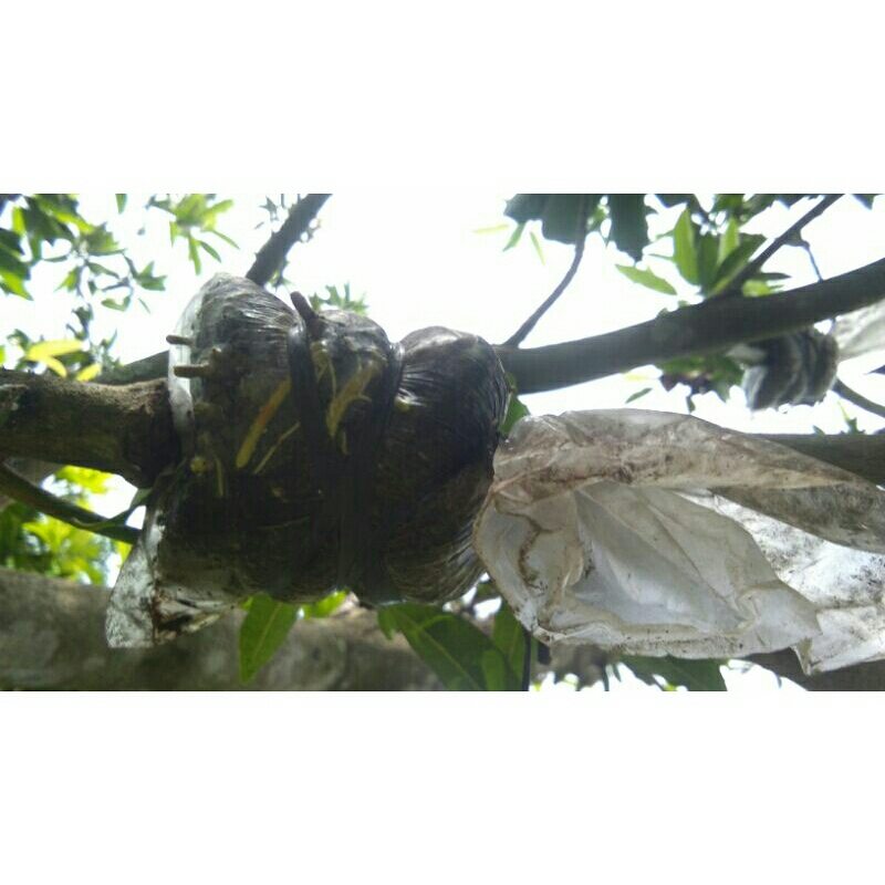 Fresh Cangkok Sawo Jumbo