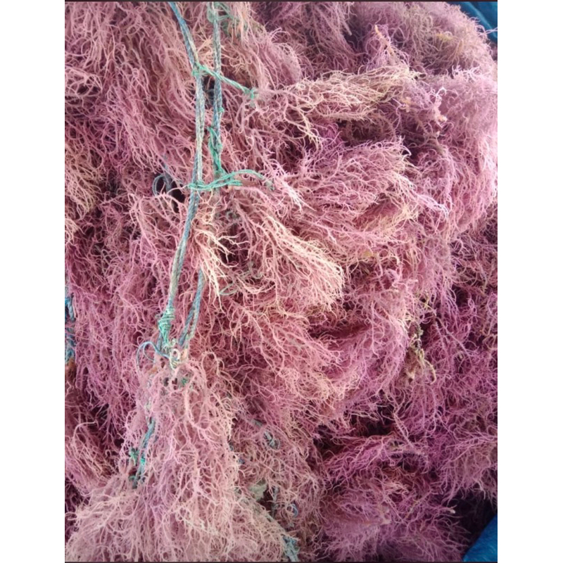 

Rumput laut kering biasa 1Kg jenis euchuma sposium ( SP )