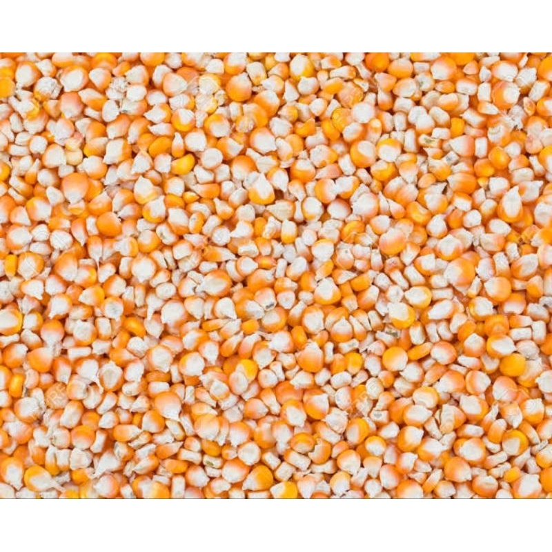 

Biji Jagung Kecil 50gr / 100g