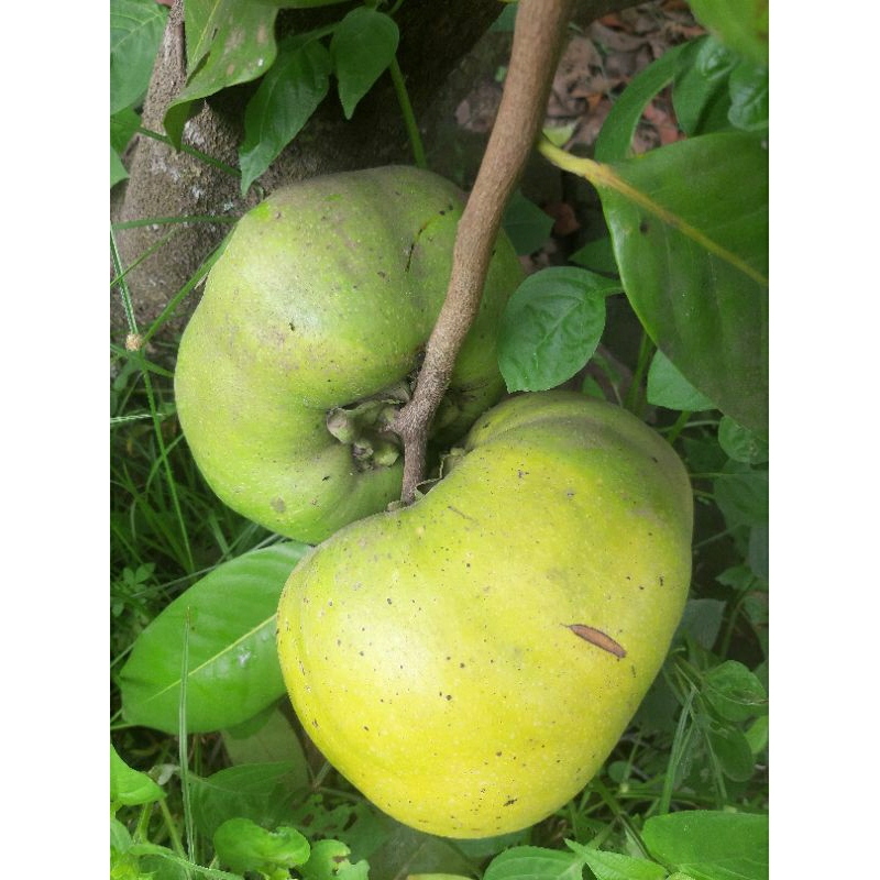 

buah blacksapote giant/jumbo