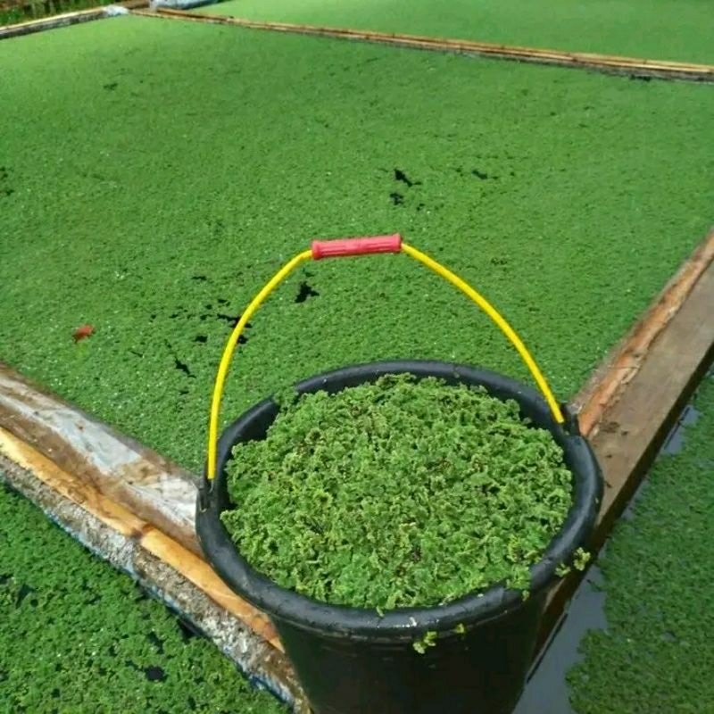 Bibit Azolla microphylla 1 kg