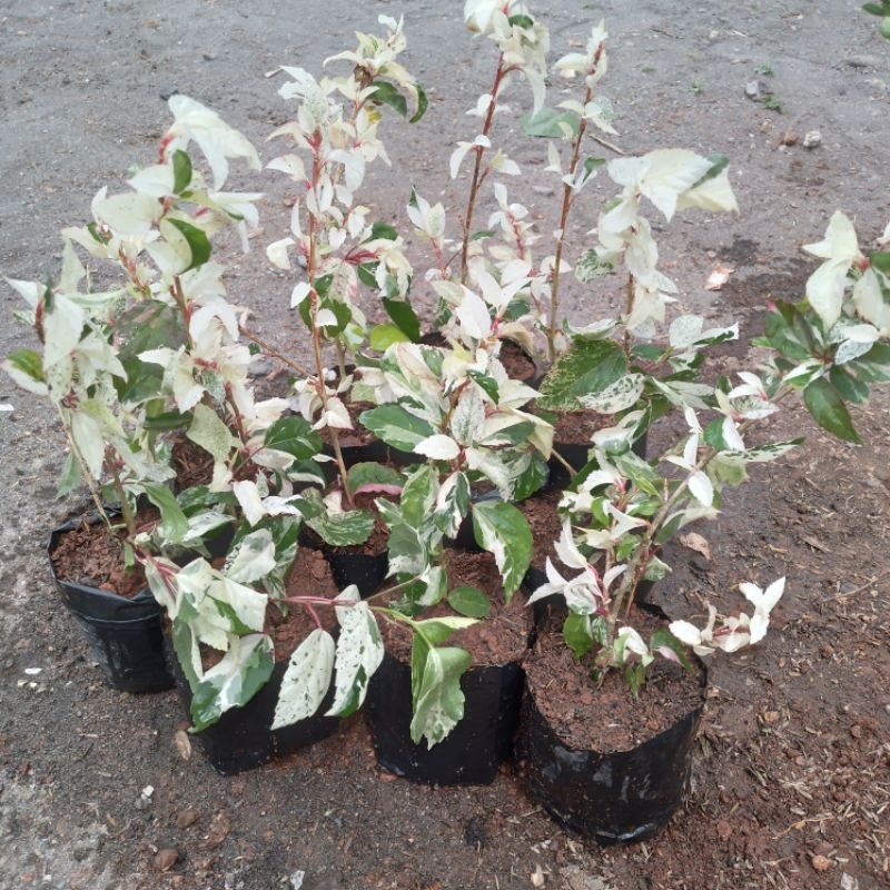 Tanaman hias bunga sepatu variegata