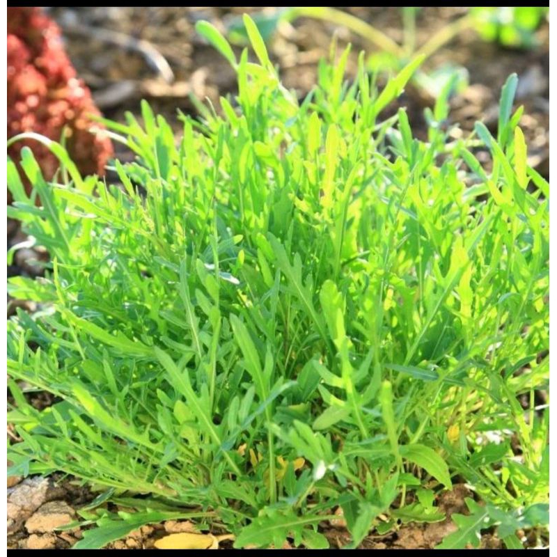 50 Benih/Bibit/ Biji Arugula