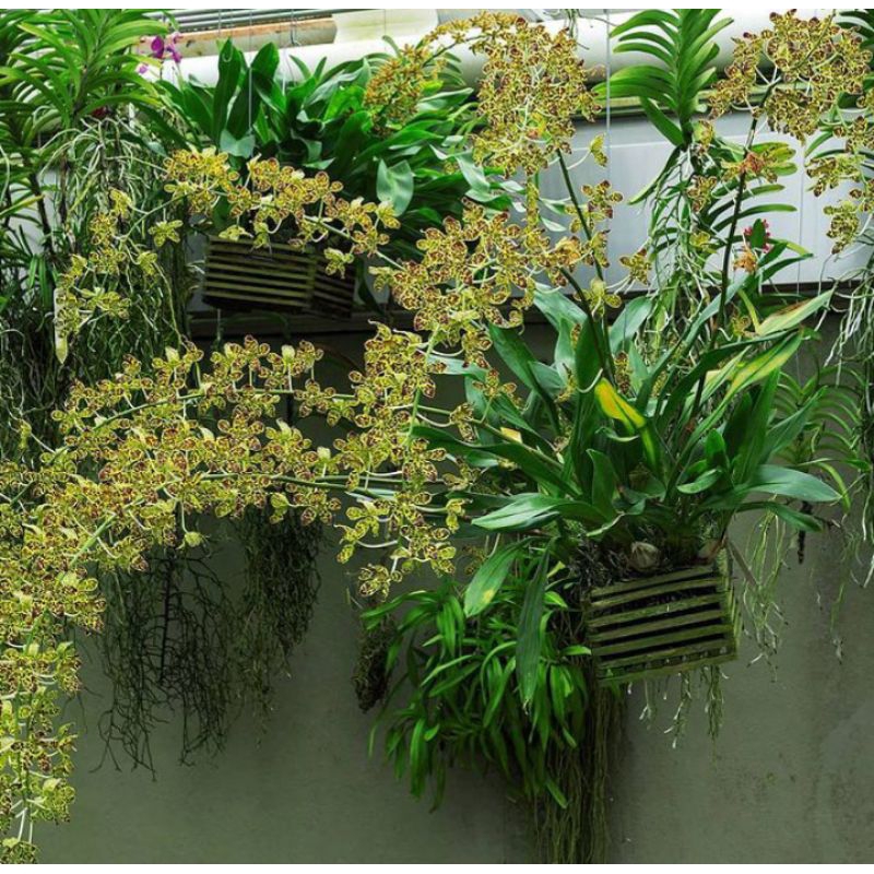 Anggrek Grammatophyllum dewasa