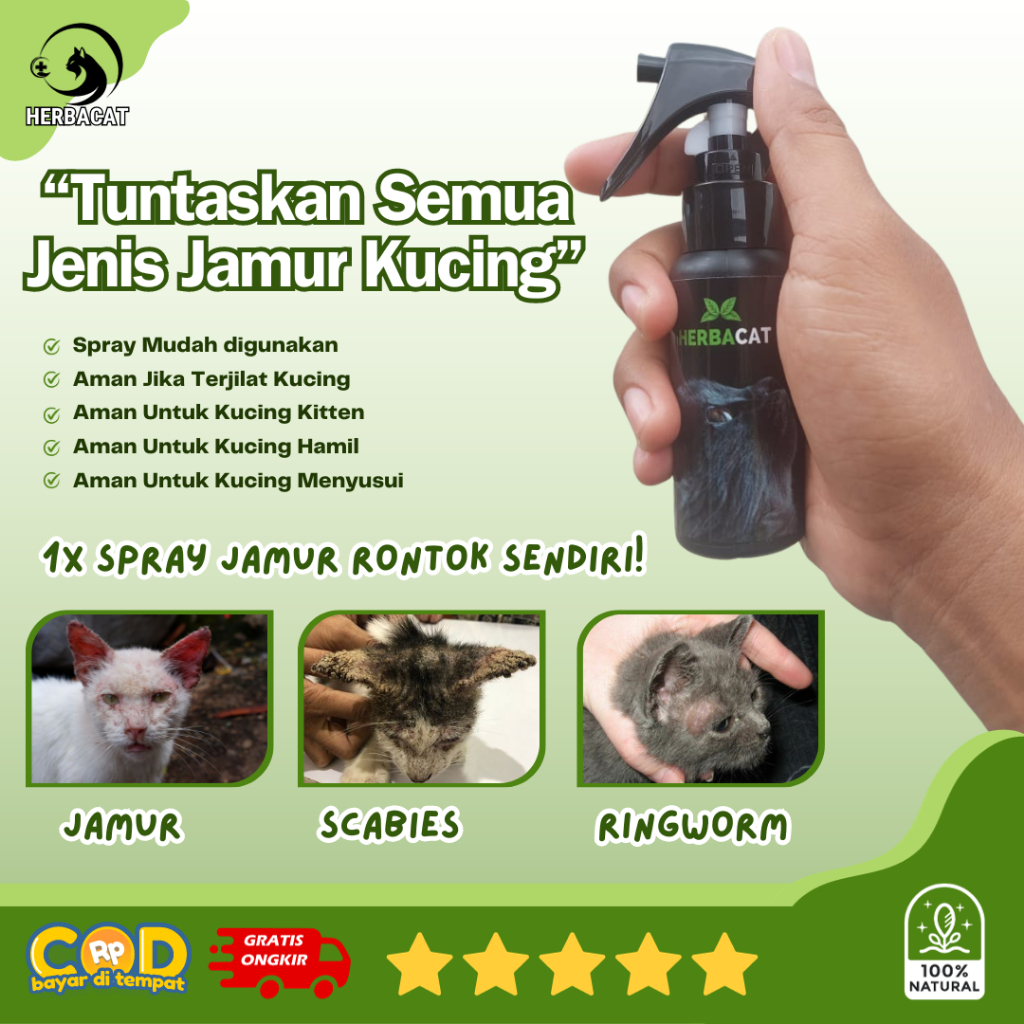 Obat jamur kucing paling ampuh dan aman untuk kucing sembuhkan jamur scabies ringworm kulit kucing
