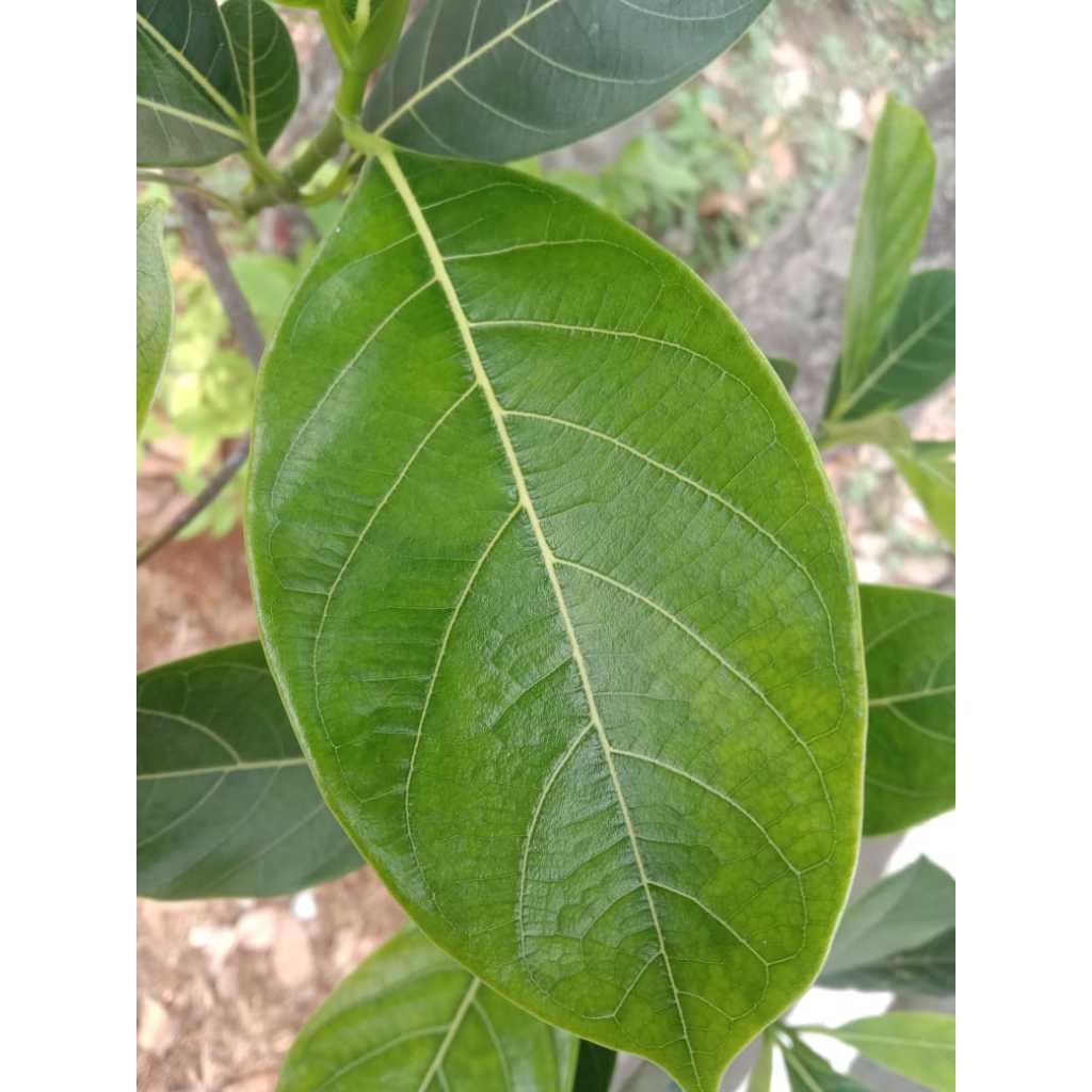 

daun nangka segar 100 lembar petik langsung kirim