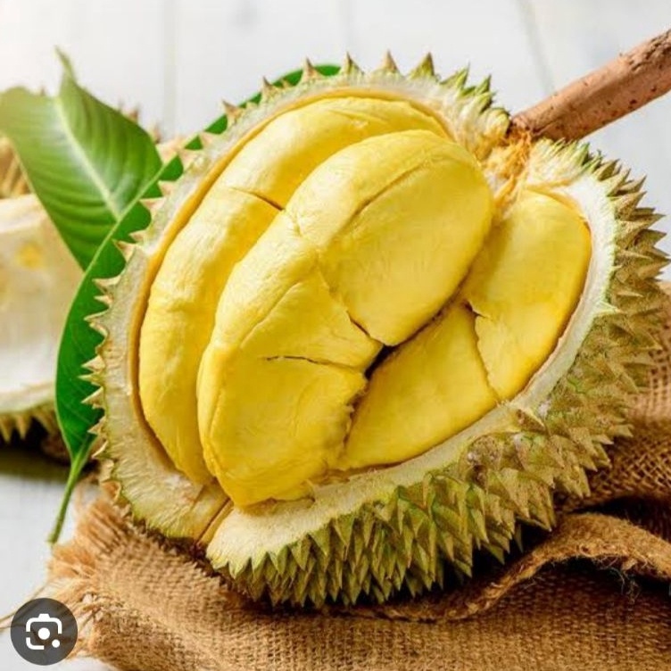 

Baru Duren kuning/gold