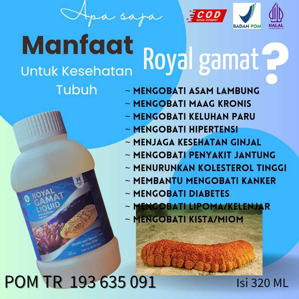 royal gamat liquid / jeli gamat emas premium