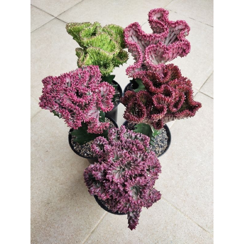 Kaktus Euphorbia Lactea Cristata