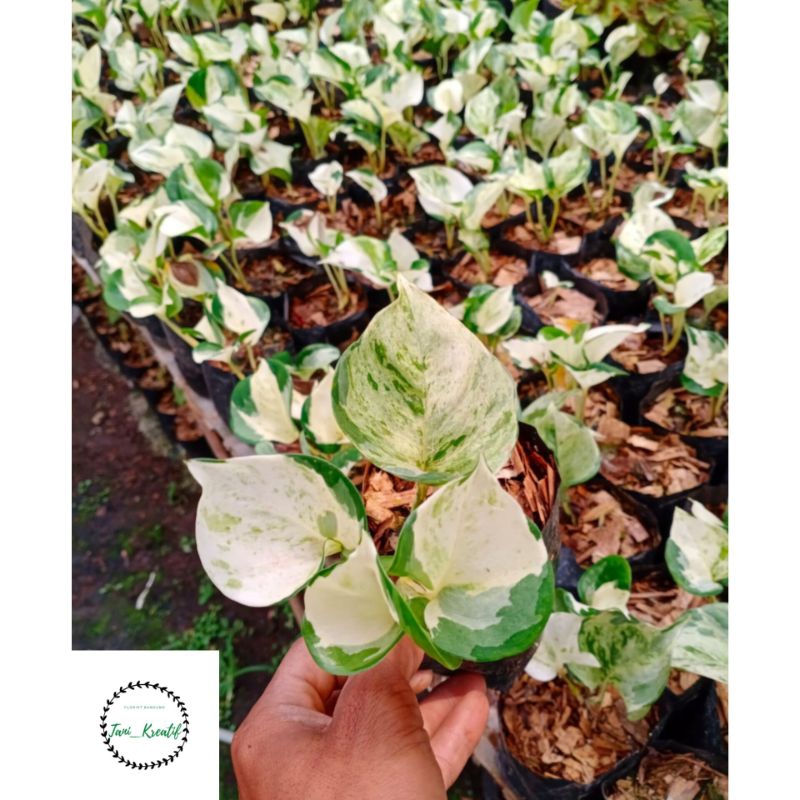 Sirih gading manjula bibit 4-7 daun