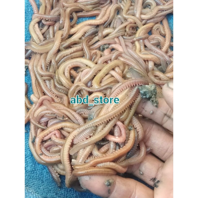 CACING NAGA CACING LAUT