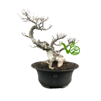 Bonsai Kimeng (ficus microcarpa) no4
