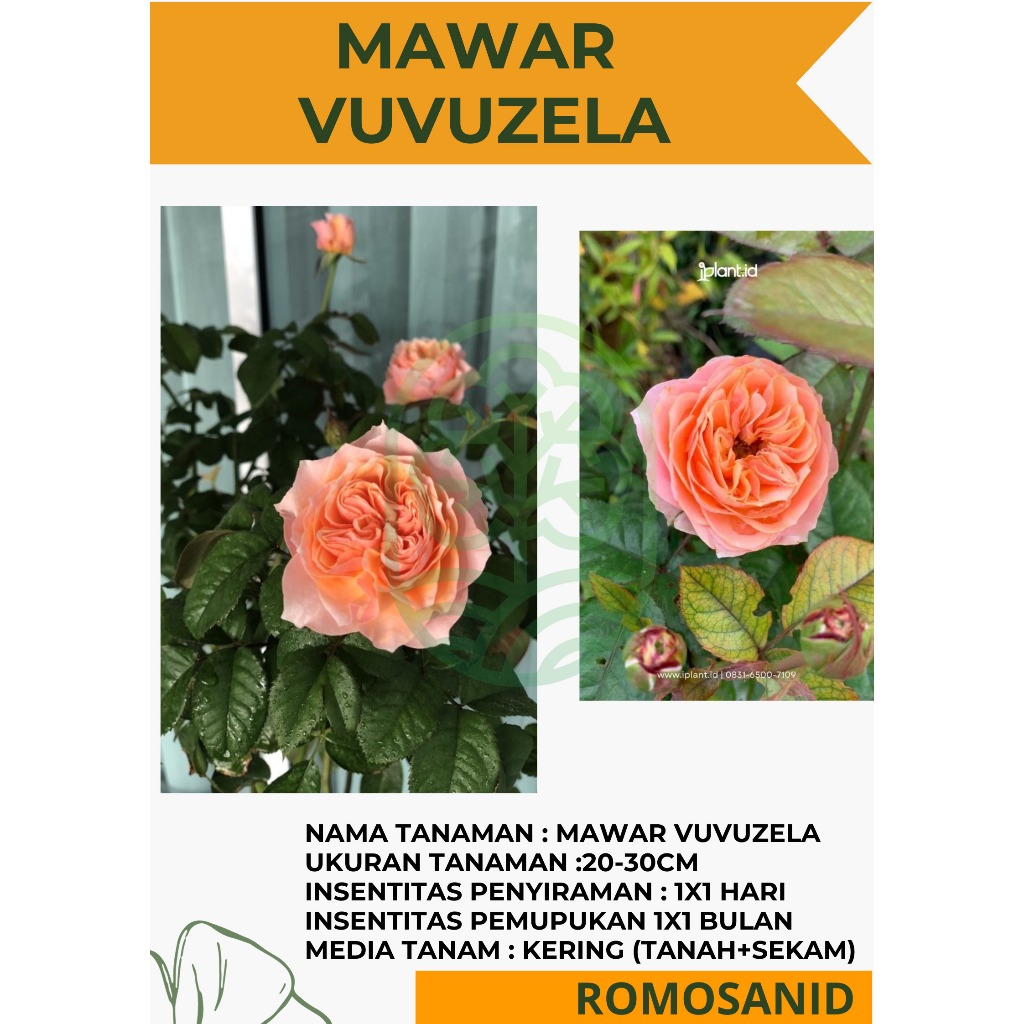 Tanaman Mawar Hidup Vuvuzela-mawar import-mawar kelopak besar - bibit pohon hidup