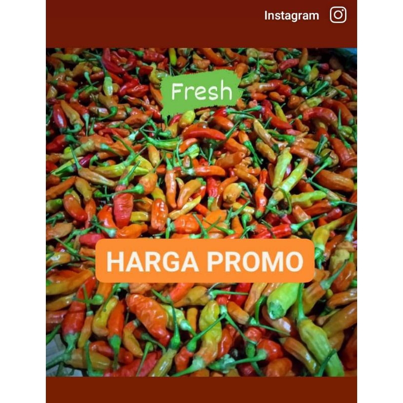 

Cabai Rawit Fresh Kualitas Super