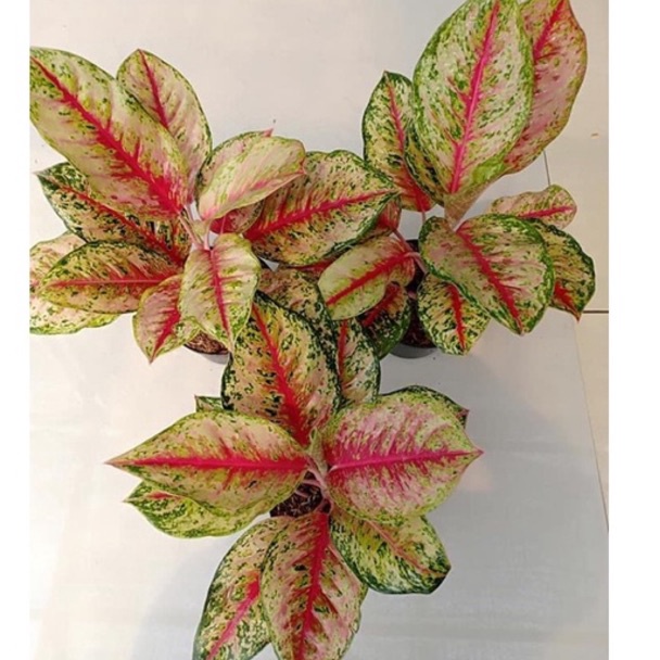 Stok Terbaru.. SWEET DREAM ( Tanaman Hias Aglaonema / Aglonema )