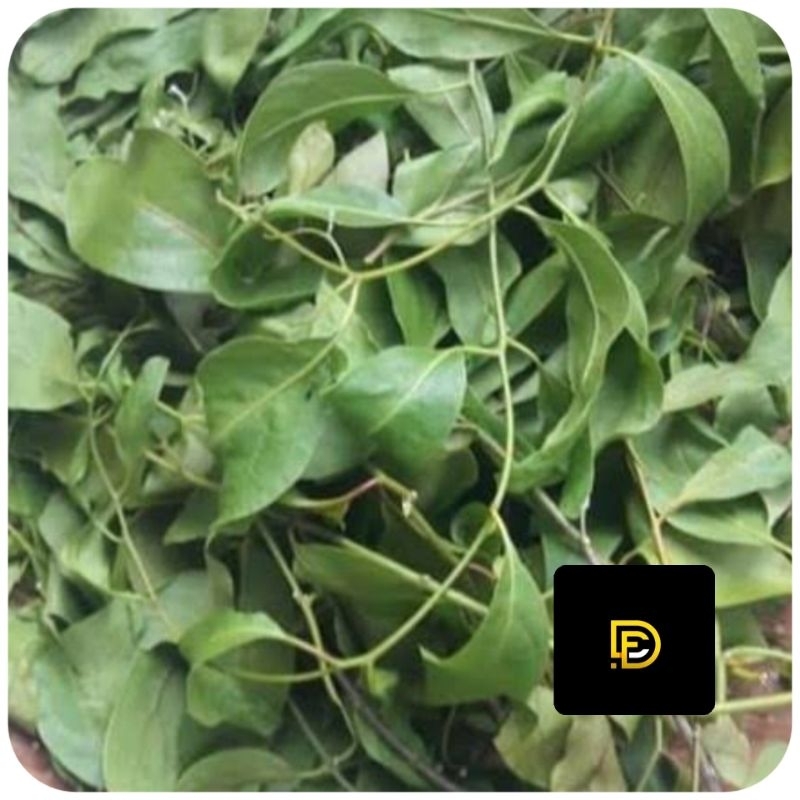 

Benalu mangga segar 500 gram petik langsung-az