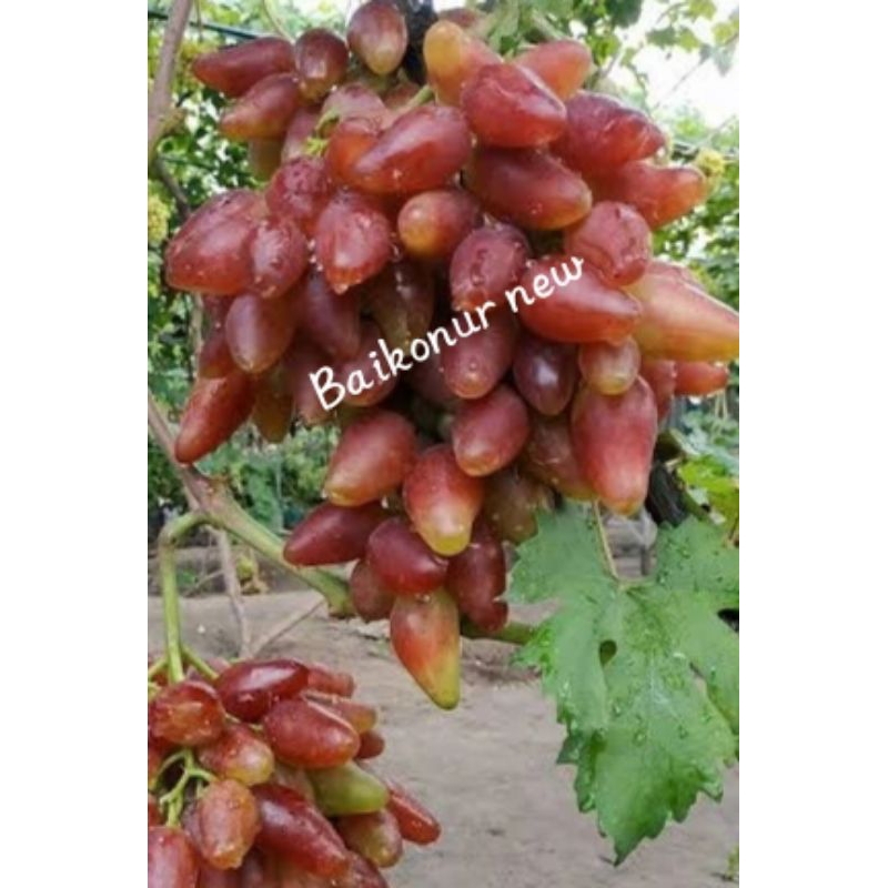 Entress anggur import New boikonur