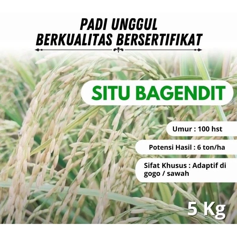 Benih padi Situbagendit Situ bagendit berkualitas sertifikat 5kg