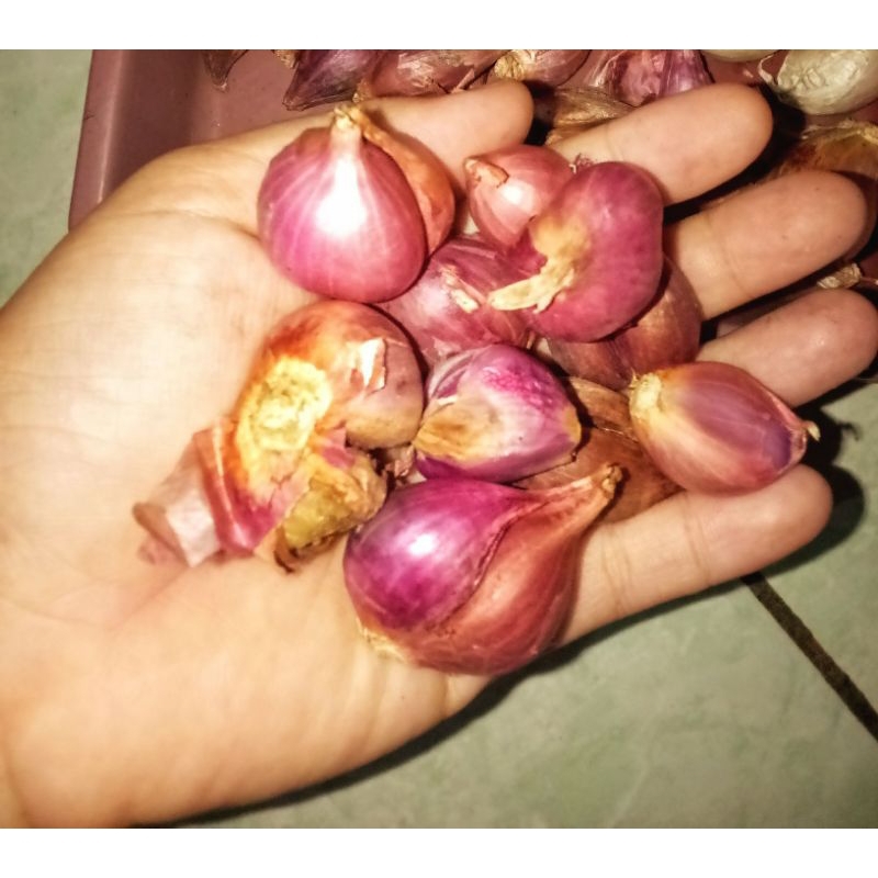 

Bawang Merah Super Merah