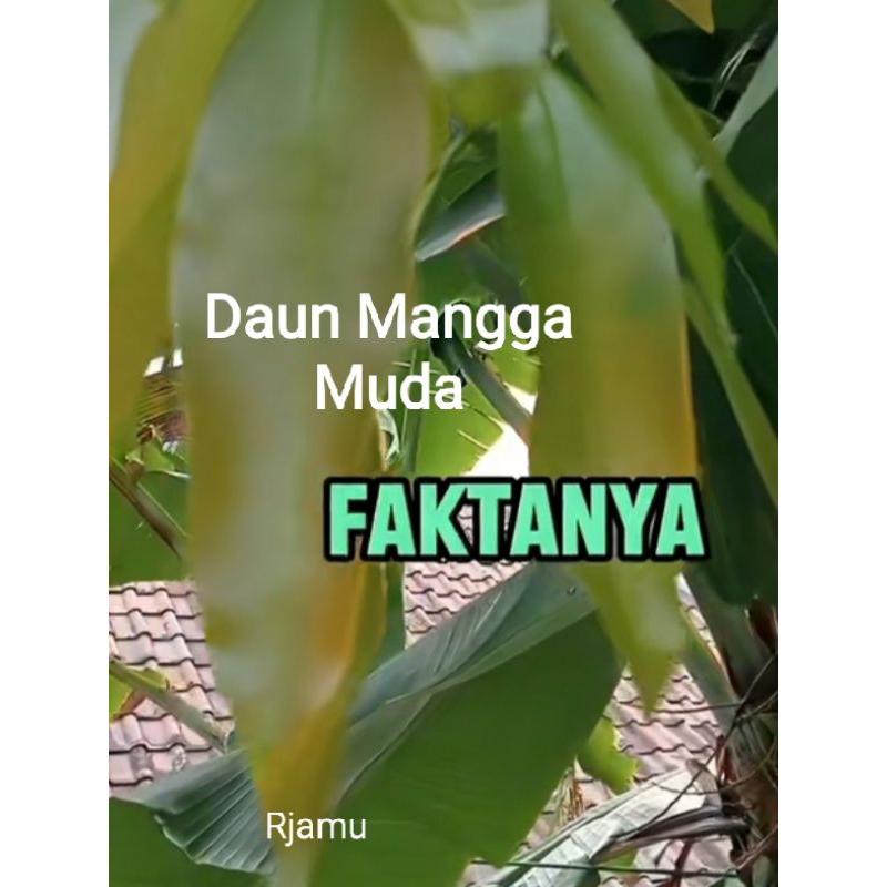 

Daun Mangga Muda Segar