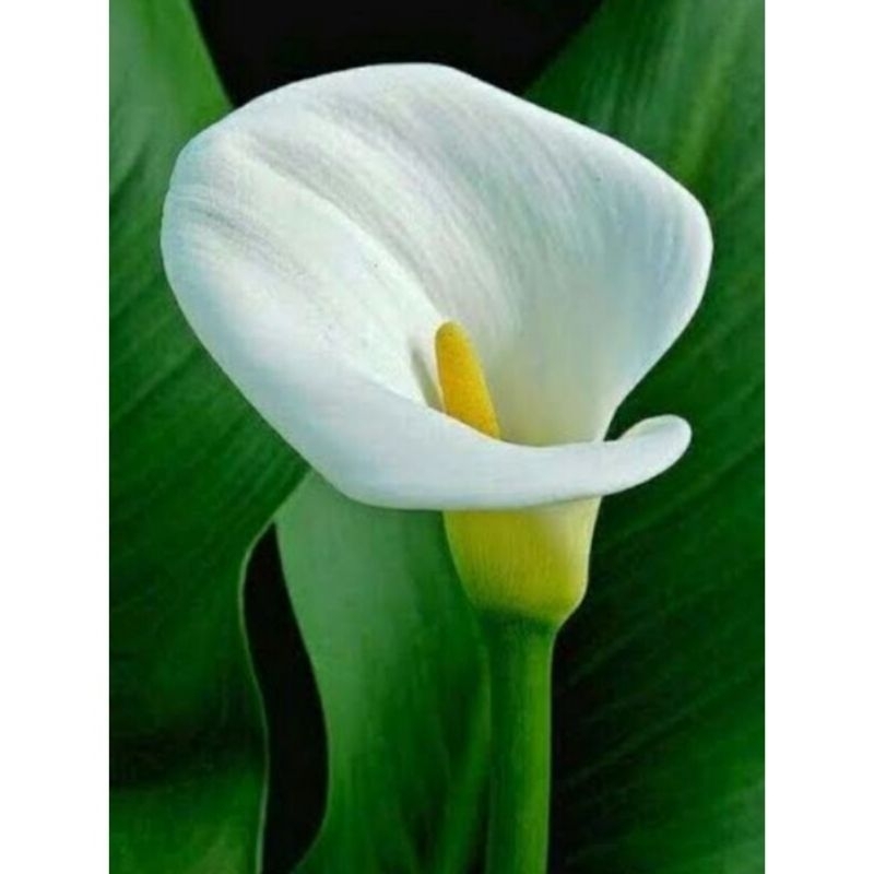 Tanaman Hias Calla Lily - Bibit Bunga Calla Lily