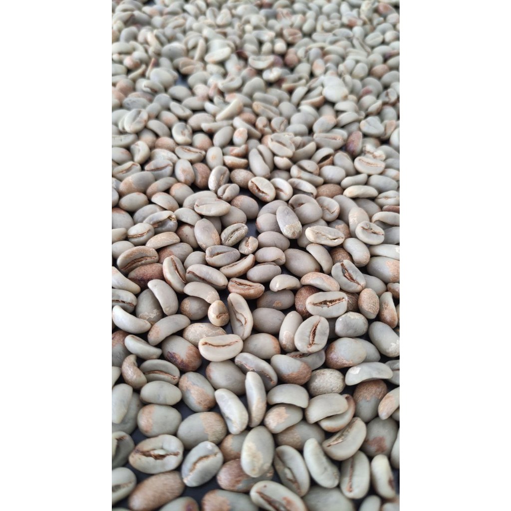 

Green Bean arabica Gayo Honey Madu - Sailingcoffee.id