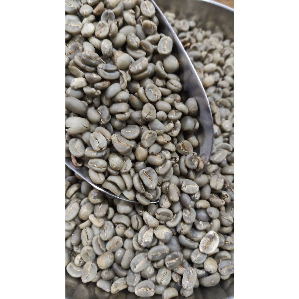 

Green Bean Arabica Gayo Luwak - Sailingcoffee.id