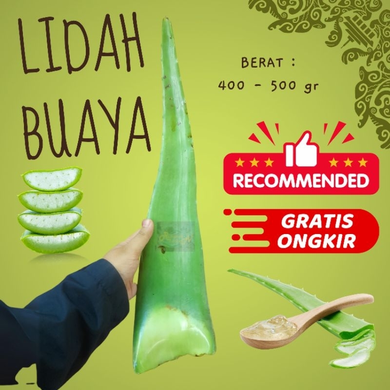 

LIDAH BUAYA SEGAR - PELEPAH ALOE VERA 400 500 GR