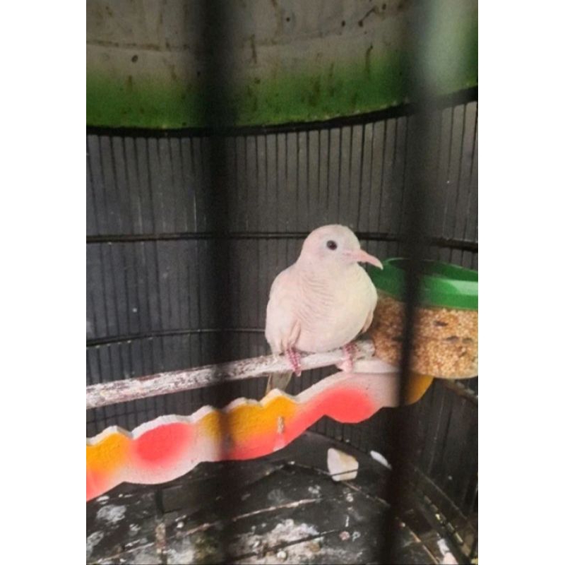 BURUNG PERKUTUT SILVER UDAN MAS (katuranggan)