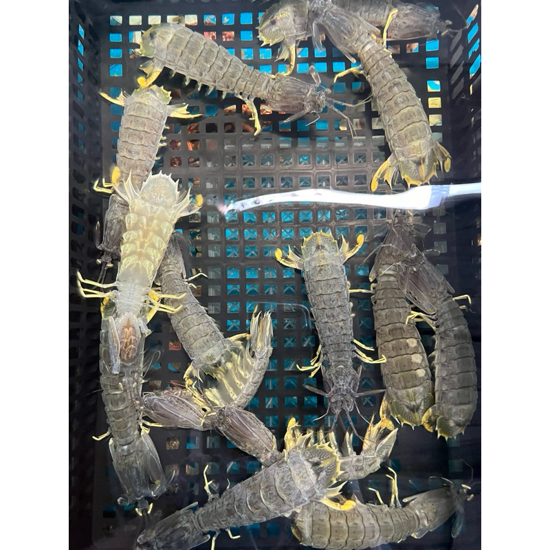 UDANG RONGGENG SIZE L (1kg isi 7ekor) (HIDUP)