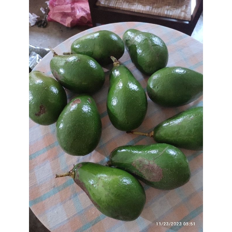 

Alpukat Pluwang (Petik tua)