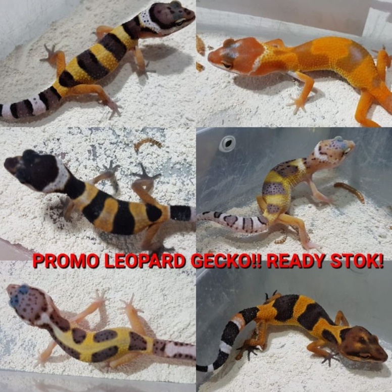 Ready stock gecko leopard eublepharis maculariuspromo baby, remaja dan dewasa KEL