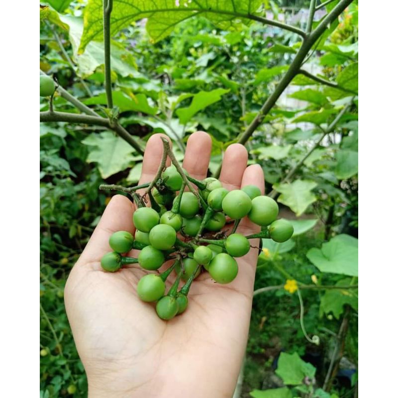 

terong pokak/ takpkak/ terong kecil.TERMURAH