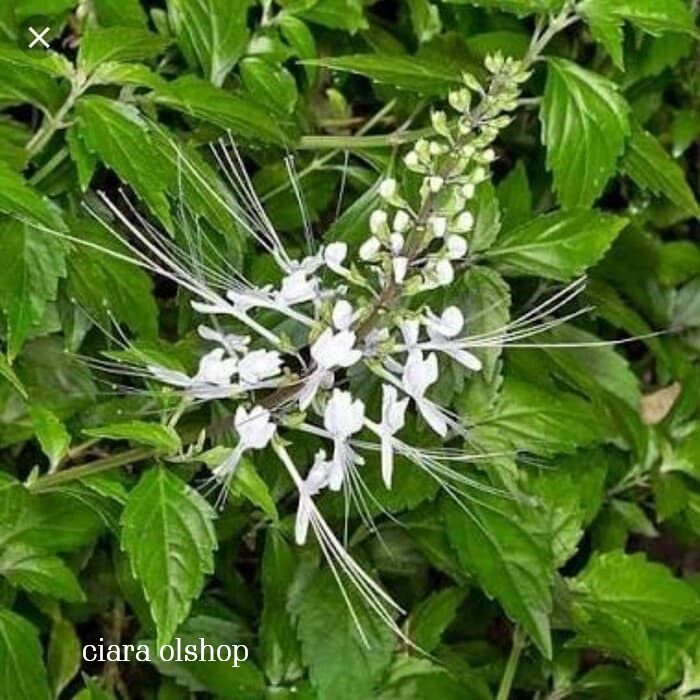 

500 gram Daun Kumis Kucing Segar herbal alami