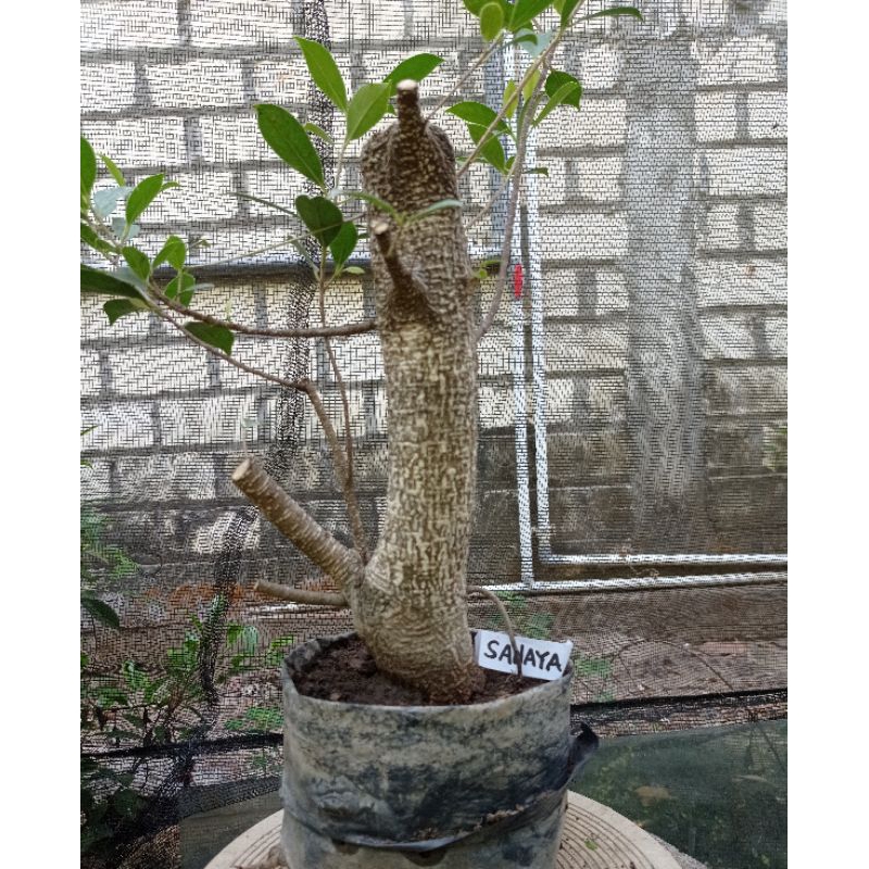 bahan bonsai kimeng besar